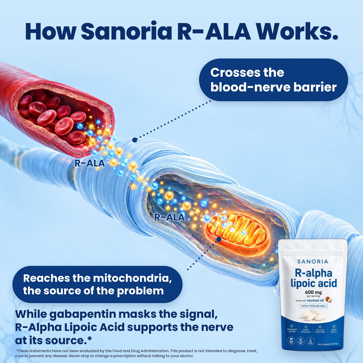 How Sanoria R-ALA works: crosses the blood-nerve barrier and reaches the mitochondria
